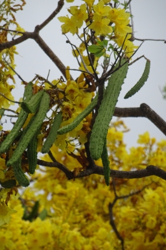 Primavera