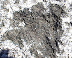 Lichenothelia