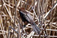 Quiscalus major