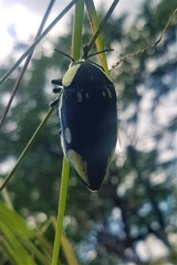 Sternocera orissa orissa