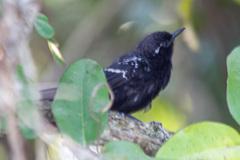 Formicivora littoralis