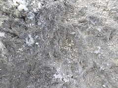 Lichenothelia