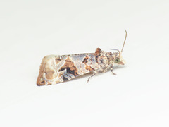 Lobesia botrana