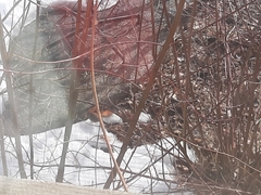 Haemorhous mexicanus