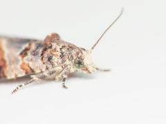 Lobesia botrana