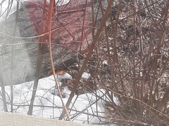 Haemorhous mexicanus