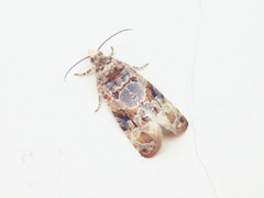 Lobesia botrana