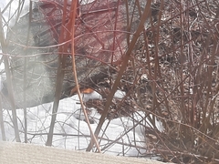 Haemorhous mexicanus