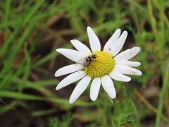 Limnophora obsignata