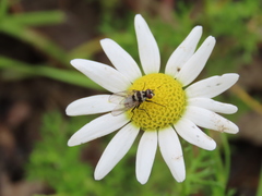 Limnophora obsignata