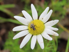 Limnophora obsignata