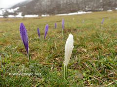 Crocus neapolitanus