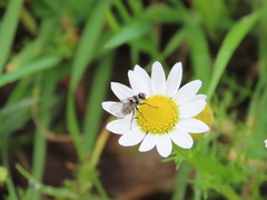 Limnophora obsignata