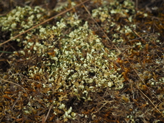 Cladonia convoluta