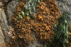 Caepidium antarcticum