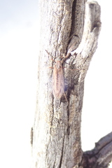 Chilostigma itascae