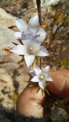 Prismatocarpus cliffortioides