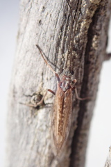 Chilostigma itascae