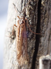 Chilostigma itascae