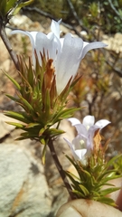 Prismatocarpus cliffortioides