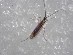 Chilostigma itascae
