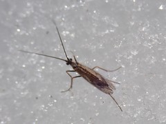 Chilostigma itascae