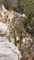 Prismatocarpus cliffortioides