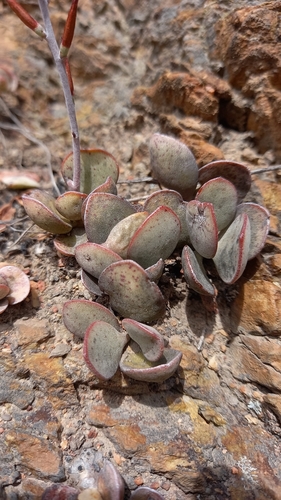 Adromischus inamoenus 3