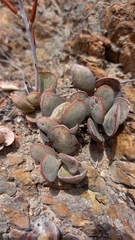 Adromischus inamoenus