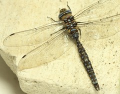 Rhionaeschna variegata