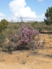 Erica australis