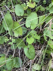 Packera serpenticola