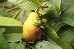 Ptychodesthes alternata