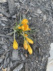 Crocus