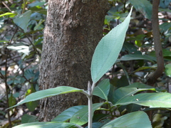 Callicarpa tomentosa