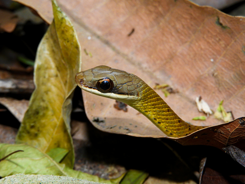 South American Forest Racer, Dendrophidion percarinatum