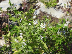 Solanum chenopodioides