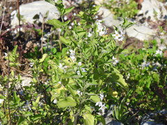Solanum chenopodioides
