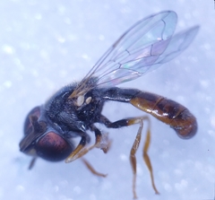 Paragus tibialis