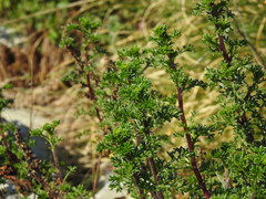Artemisia campestris maritima