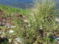 Artemisia campestris maritima