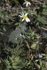 Tanacetum abrotanoides