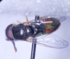 Paragus tibialis