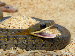 Dendrophidion percarinatum