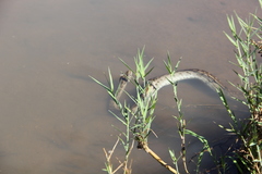 Python natalensis