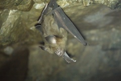Hipposideros armiger