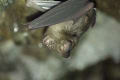 Hipposideros armiger