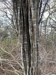 Haematoxylum brasiletto