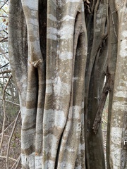Haematoxylum brasiletto