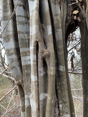 Haematoxylum brasiletto